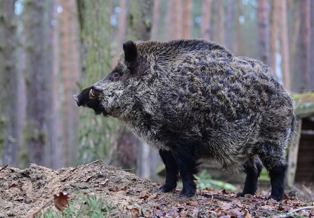 Ein Keiler steht im Gehege eines Wildparks.