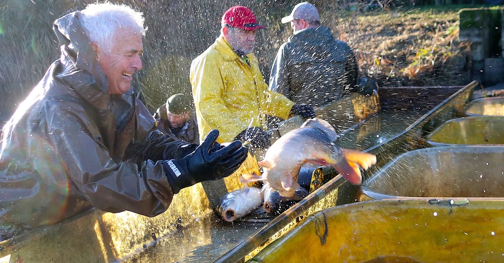 Schon beim Abfischen werden die Karpfen nach Gewicht und Größe in verschiedene Behälter sortiert.