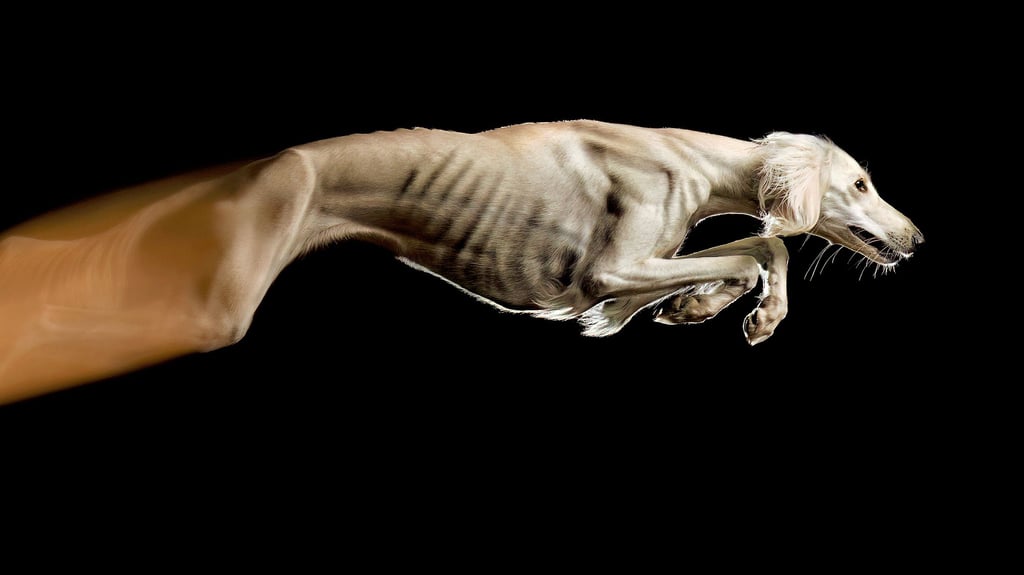 Der springende Hund, das Siegerbild des Fotowettbewerbs.