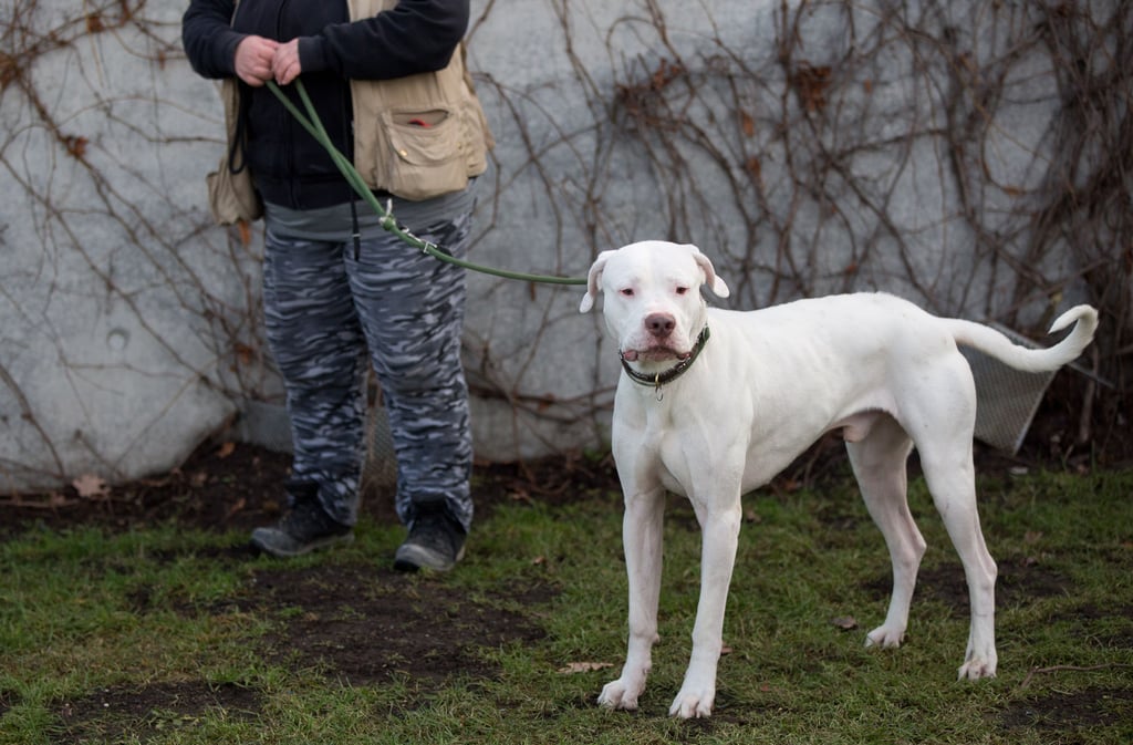 Ein Dogo Argentino, ein ähnlicher Hund wie dieser, hat im Mai in Salzwedel zugebissen.
