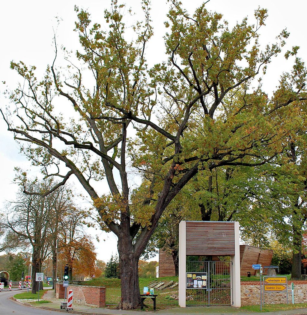 Die ortsbildprägende Eiche an der Walternienburger Arche soll bis Ende Februar gefällt sein.