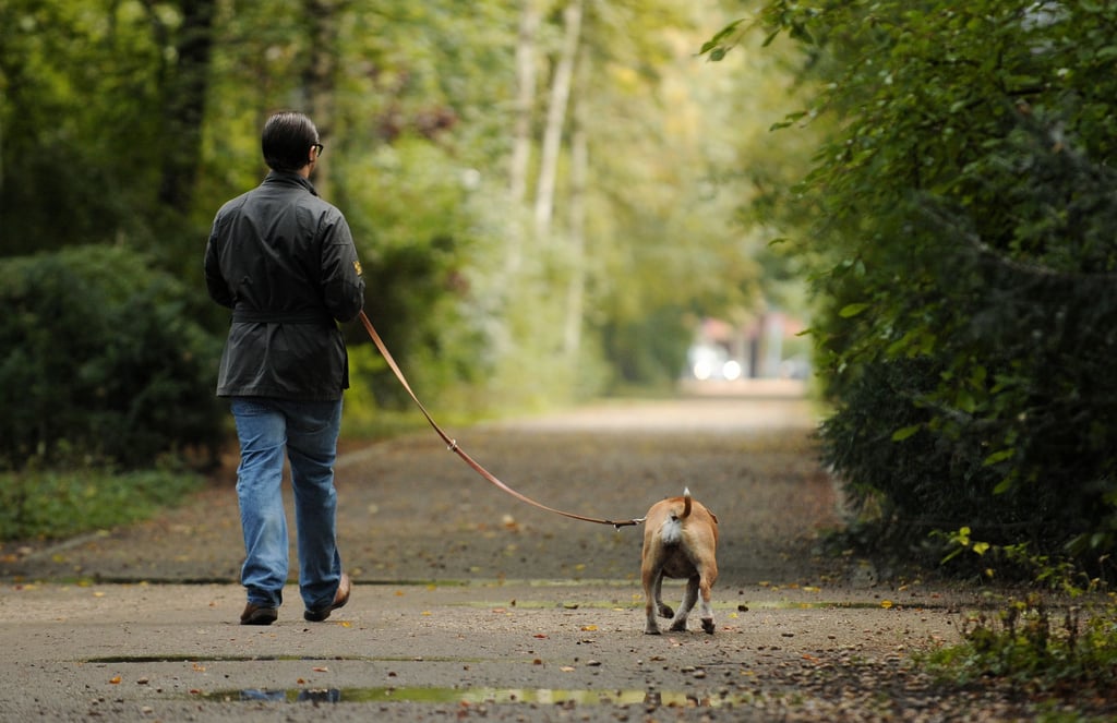 Ist ein Hundeführerschein sinnvoll? Nach einer Beißattacke in Thale fordert Peta einen Nachweis für Hundehalter.