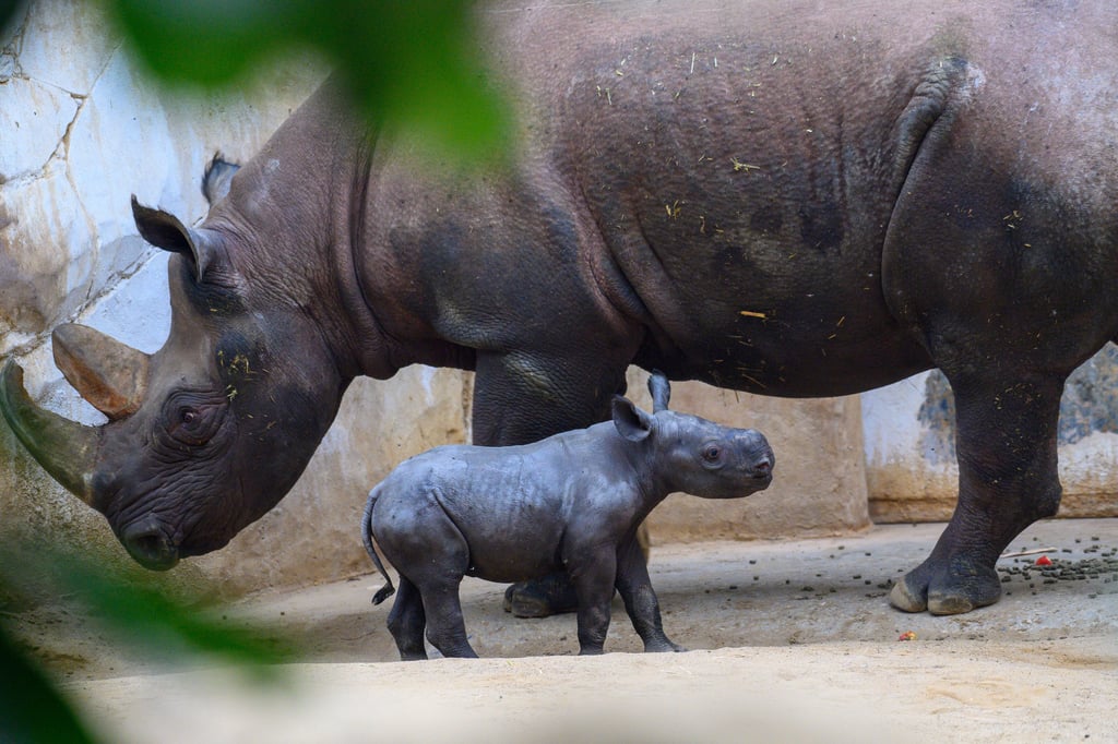Wie niedlich! Ein Nashornkalb steht im Zoo Magdeburg bei der Mutter "Malaika". Das Jungtier ist ein Mädchen und war am 8. Oktober 2023 zur Welt gekommen. Es wiegt derzeit rund 30 Kilo.
