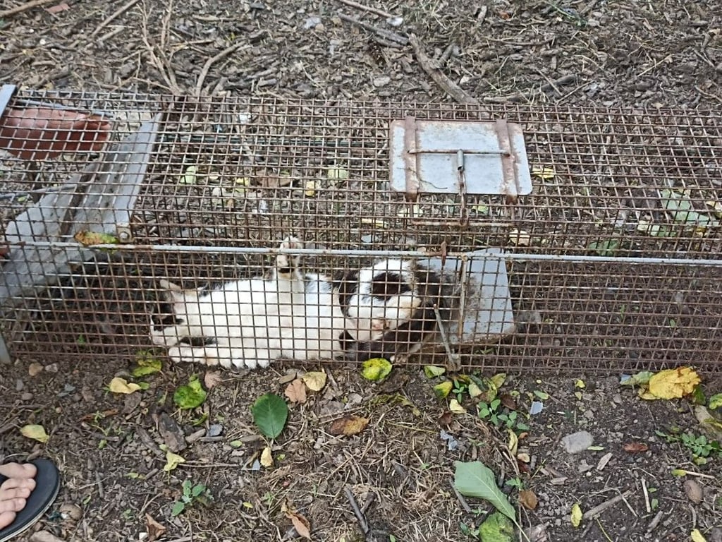 Katze Mäuschen geriet auf einem fremden Grundstück in einer Lebendfalle, die Hinterläufe eingeklemmt. Sie konnte befreit werden.