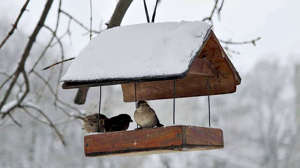 Haussperlinge in einem mit Schnee bedeckten Futterhäuschen.