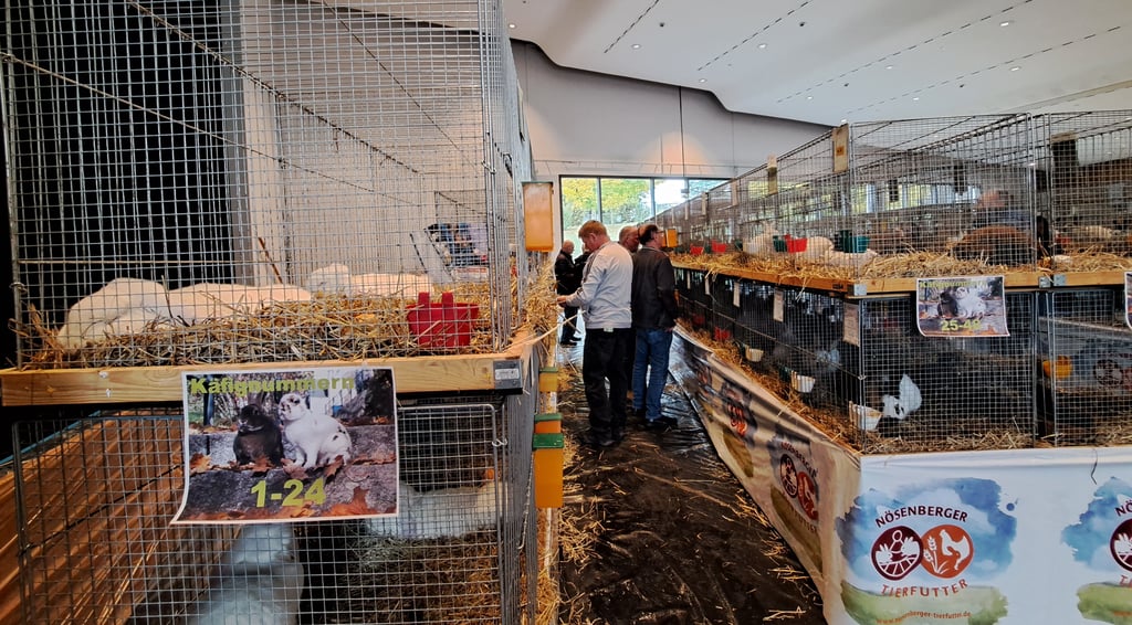 Ende Oktober hat im Bürgerhaus Hohenmölsen eine Kaninchenschau des Zuchtvereins Werschen und des Kreisverbands Weißenfels stattgefunden. Künftig dürfen in der Kulturstätte aber keine lebenden Tiere mehr ausgestellt werden.