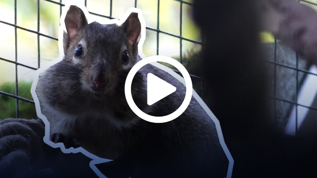 Mit ihren dicken Hamsterbacken sehen die Felsenhörnchen im Ascherslebener Zoo mehr als possierlich aus.