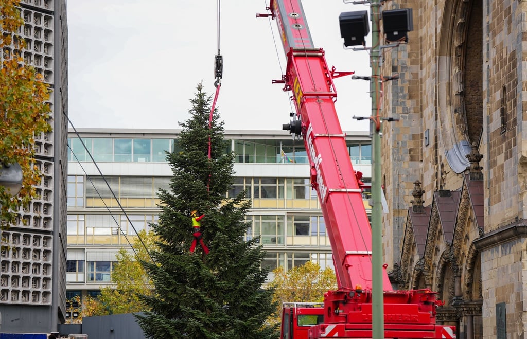 Das Seil eines mobilen Kranes wird von dem Weihnachtsbaum gelöst, der für den Weihnachtsmarkt heute aufgestellt wird.
