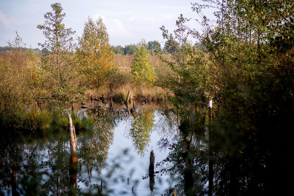 Moore sind wichtig für die Natur - wie hier die Diepholzer Moorniederung nahe der Ortschaft Heimstatt im Landkreis Diepholz in Niedersachsen.