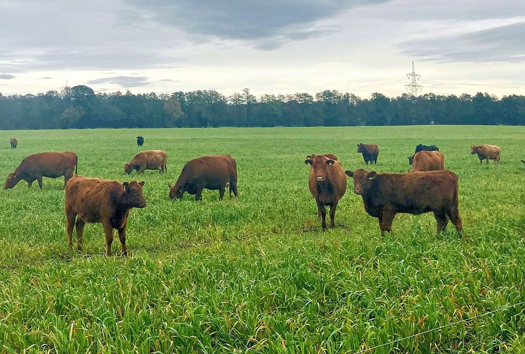 Von der Milchproduktion erfolgt bei der Agrargenossenschaft Bornum nach und nach die Umstellung auf Mutterkuhhaltung.