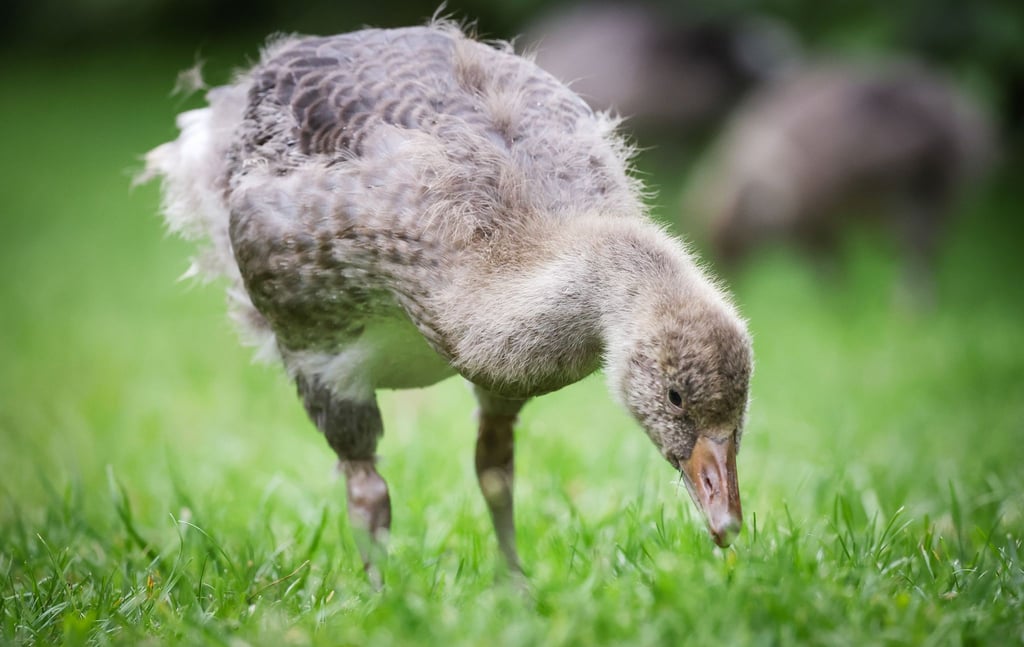 Gänseküken fressen auf einer Wiese.