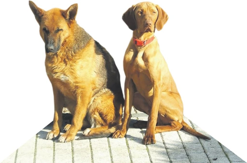 In Magdeburg wurde eine neue Auslauffläche für Hunde angeregt.