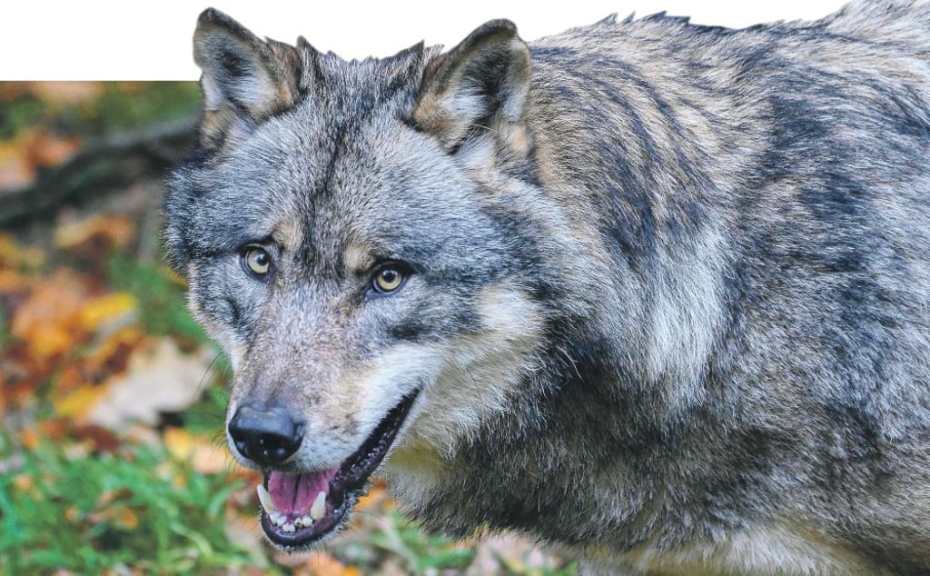 Nun ist der Wolf auch bei Neu-Ristedt in der Altmark in Sachsen-Anhalt – und erschreckte nah am Ort eine Joggerin.