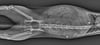 Das aktuelle Röntgenbild zeigt: Im Leib von Katze Mäuschen stecken gleich drei Geschosse.
