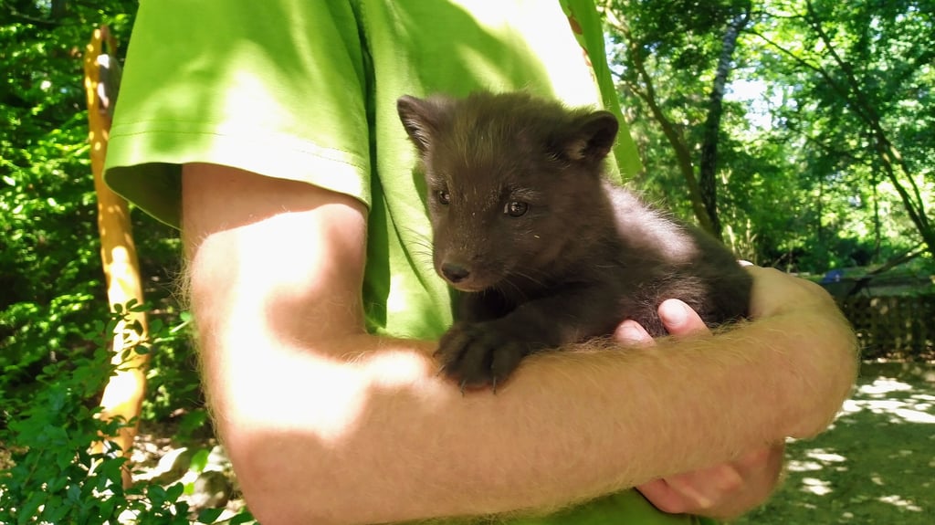 Thales Tierpark-Leiter Nils Becker hält seinen Zögling im Arm: Eine kleine Polarfuchs-Dame.