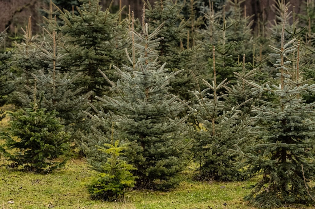 Im Saalekreis bereiten sich die Anbieter von Weihnachtsbäumen auf die Ernte vor.