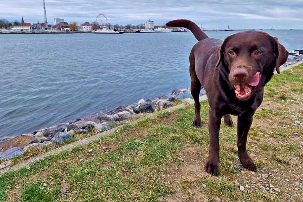 Mit diesem Labrador war der 49-Jährige unterwegs, als das Verbrechen geschah. Die Polizei hofft, dass der Hund Zeugen aufgefallen sein könnte.