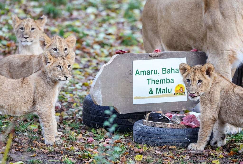 Die Löwenjungen mit ihrer Mutter Kigali in der Löwensavanne im Leipziger Zoo.