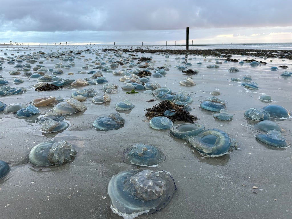 Hunderte blaue, tote Wurzelmundquallen liegen am Weststrand der ostfriesischen Insel Norderney.