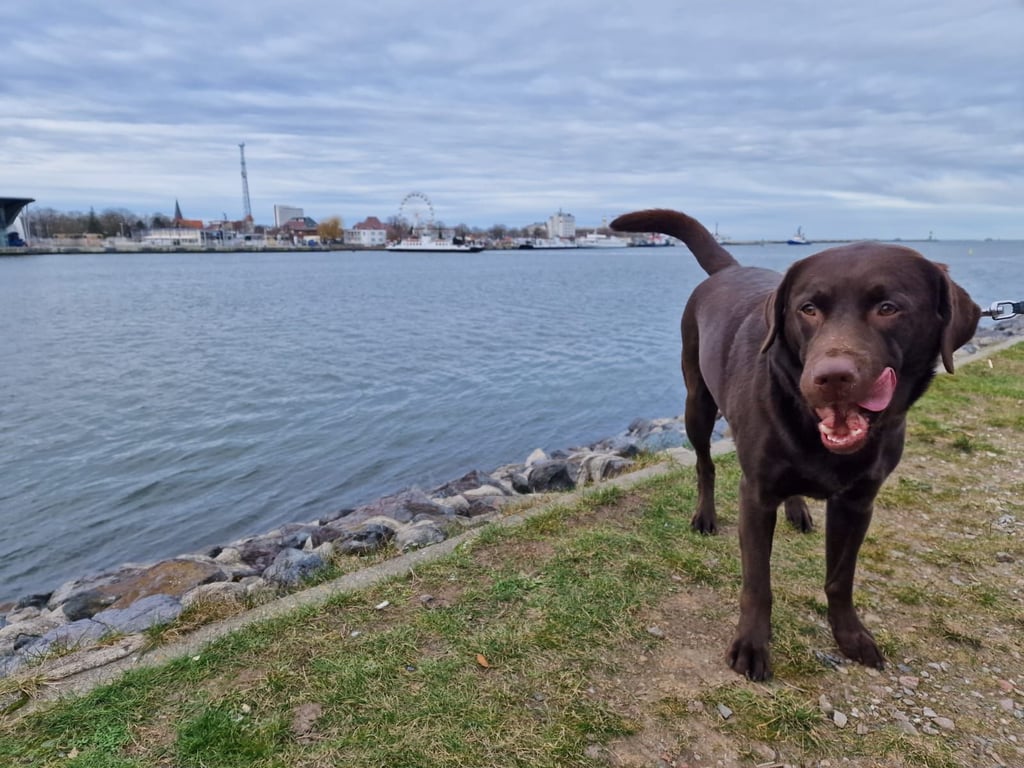 Ermittlungen im Fall eines Toten in Sietsch bei Halle: Die Polizei hat jetzt ein Foto vom Hund des Opfers veröffentlicht. Ist jemandem in Bezug auf den Labrador etwas Verdächtiges aufgefallen?