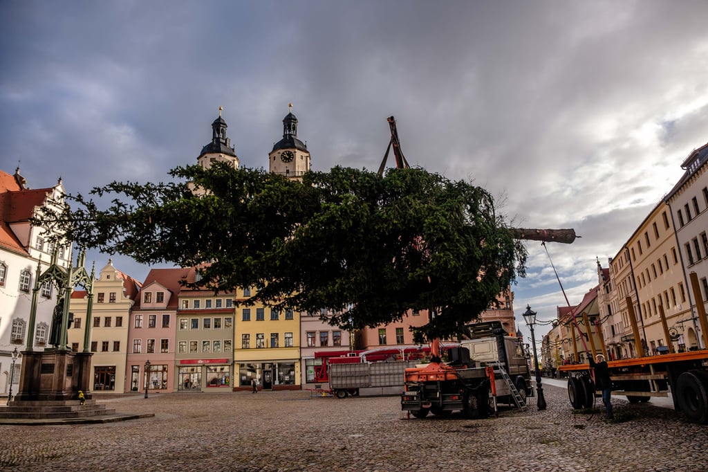 Der Baum für den Wittenberger Weihnachtsmarkt wird aufgestellt.