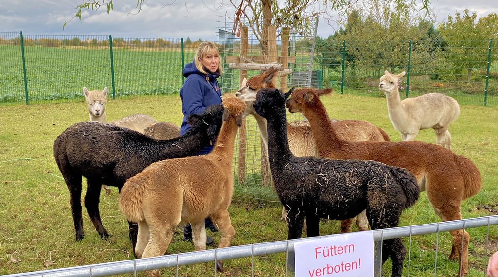 Neun Huacaya-Alpakas gehören zur Herde von Diana Zickner aus Eickendorf. Gibt es kleine Leckereien, kommen sie sofort angelaufen.