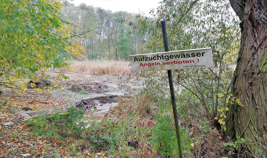 Am Montag begann die Teichsanierung in Quesnitz. Hier fließt der Thierbach durch, doch das Gewässer muss entschlammt werden.
