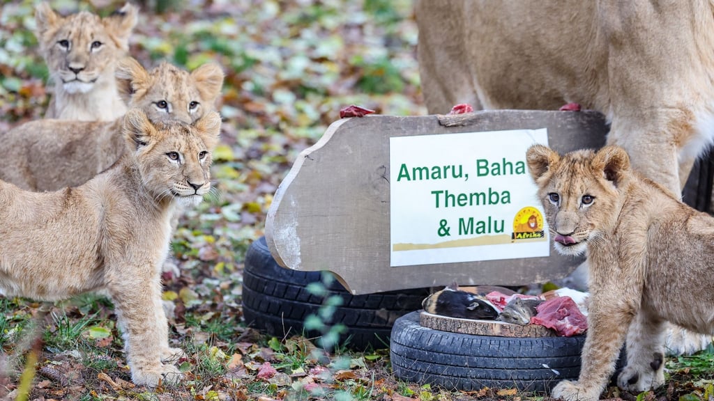 Die Löwenjungen mit ihrer Mutter Kigali in der Löwensavanne im Leipziger Zoo.