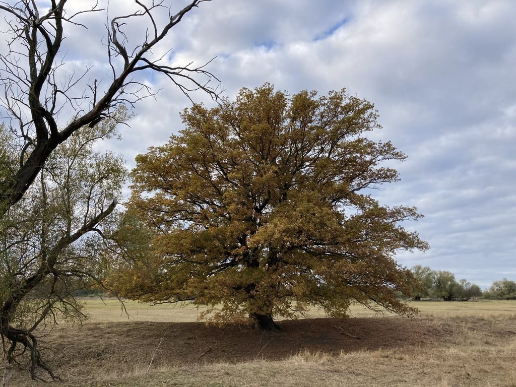 Teils uralte Bäume gedeihen hinter dem Elbdeich an der Kreuzhorst.