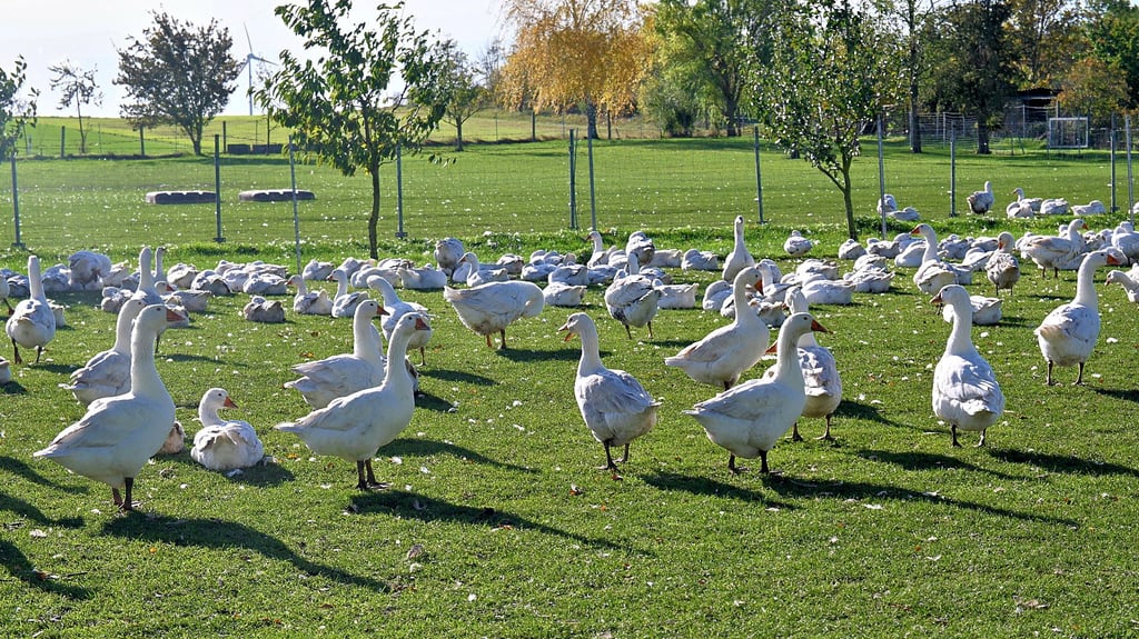Knapp 750 Gänse sind auf dem Geflügelhof Müller zu Weihnachtsgänsen herangewachsen.
