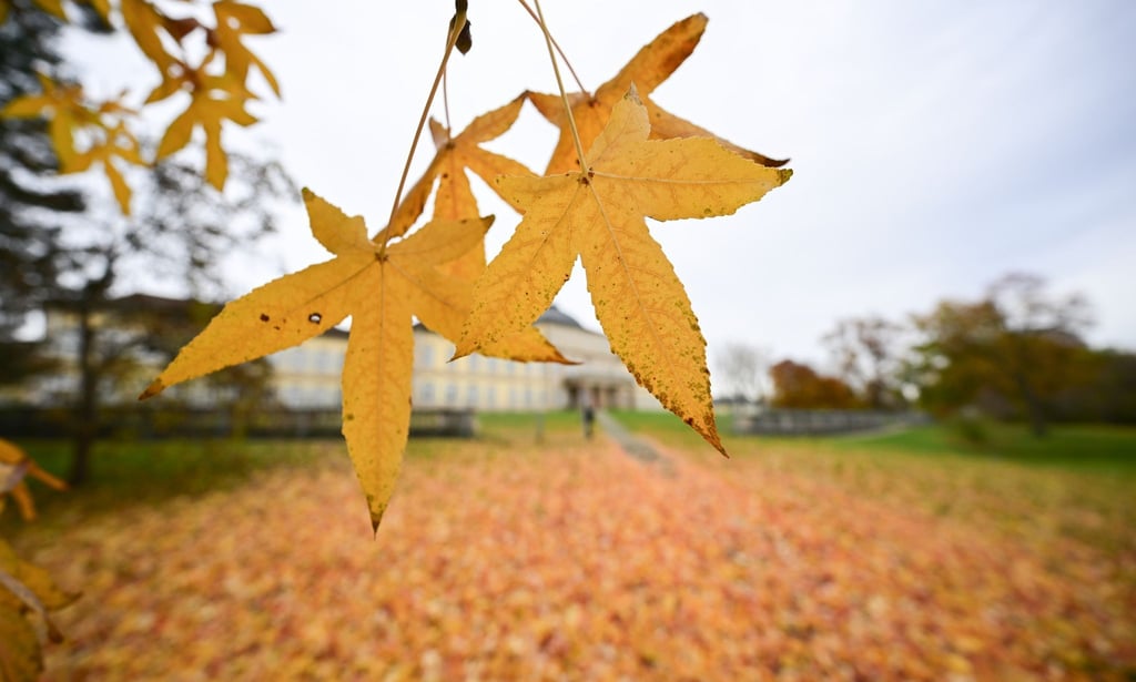 Herbstlich verfärbte Blätter im Park vor dem Schloss Hohenheim in Stuttgart.