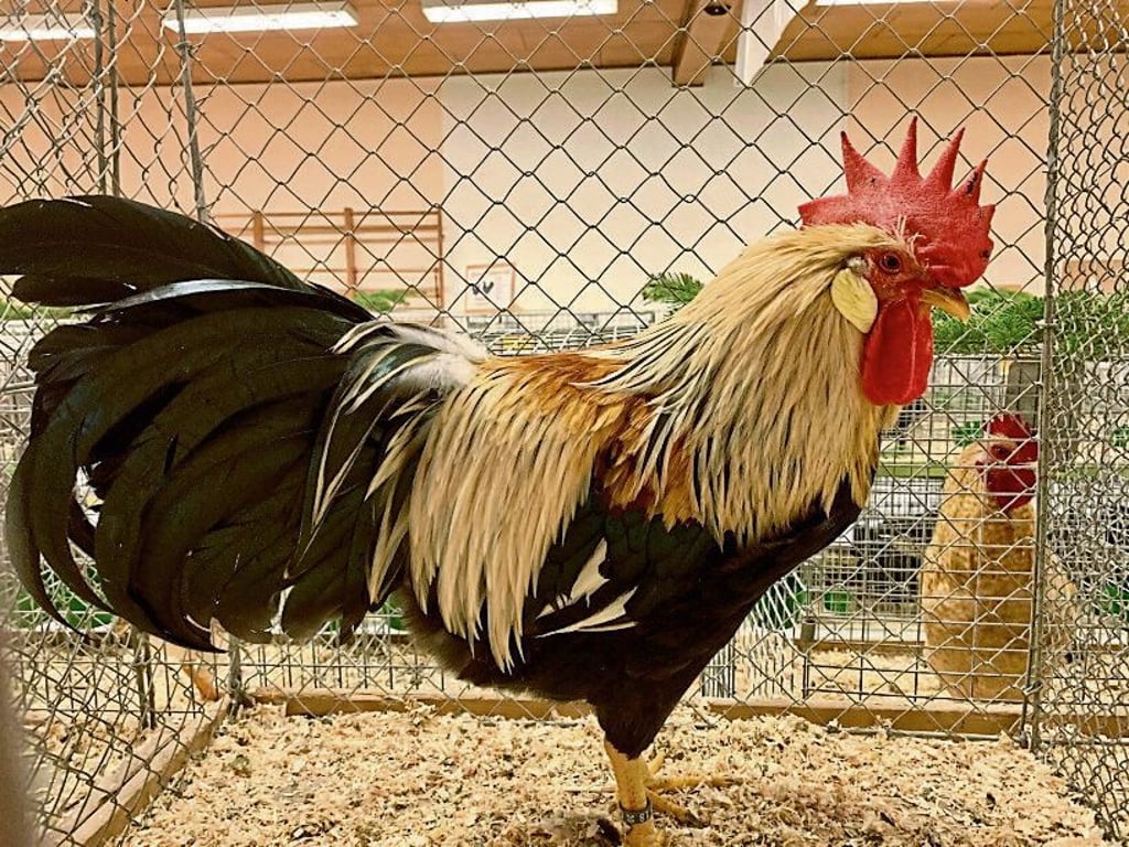 Insgesamt etwa 150 Tiere werden in Bischofrode am Wochenende zu sehen sein.
