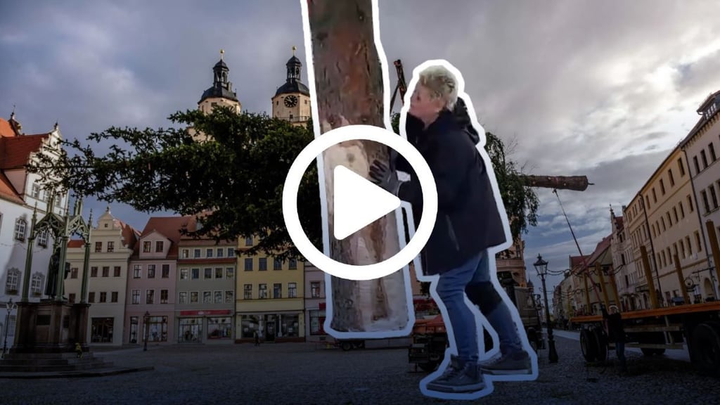 Der Baum für den Wittenberger Weihnachtsmarkt wird aufgestellt.
