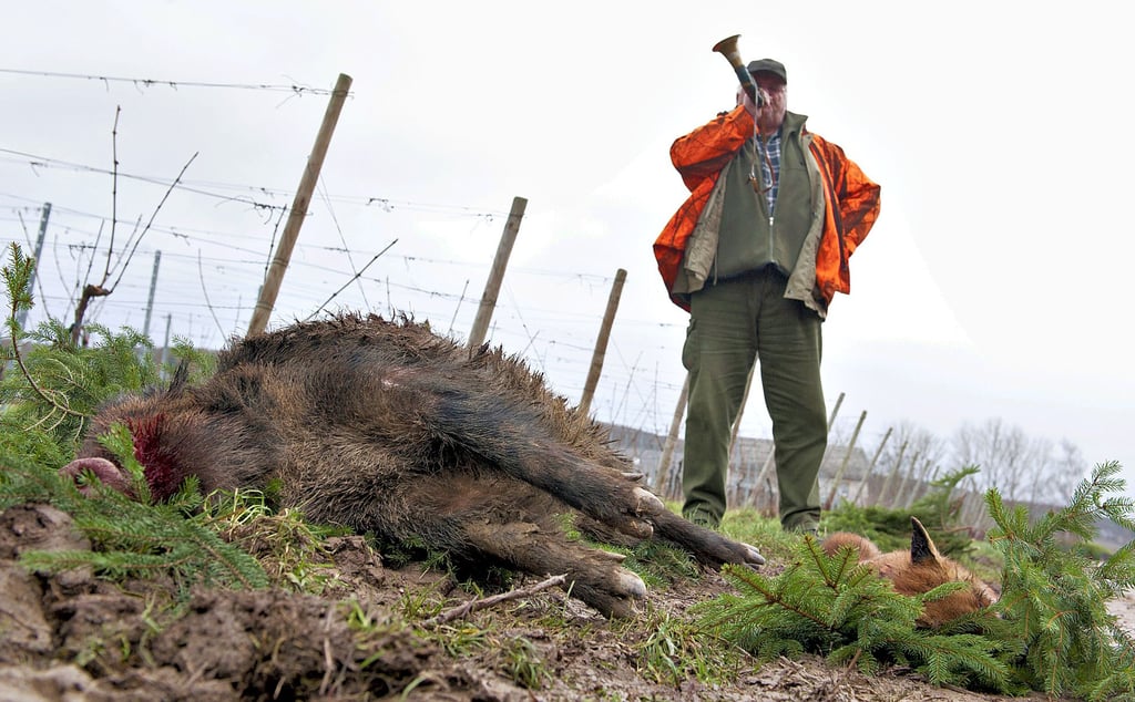 Dieses Symbolbild zeigt ein erlegtes Wildschwein. Auch im Magdeburger Stadtpark und in Teilen des Herrenkrugs dürfen die Tiere bejagt werden.