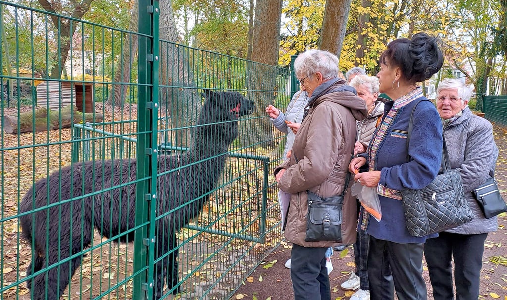 Für ein Jahr hat der Seniorenbeirat jetzt die Patenschaft über Alpaka Chico aus dem Bitterfelder Tiergehege übernommen.