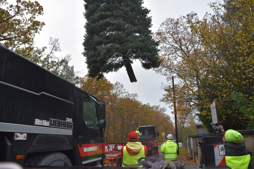 An seinem alten Stadtort im Bereich Dölau/Heide-Nord hängt der Baum für Halles Weihnachtsmarkt am Haken.