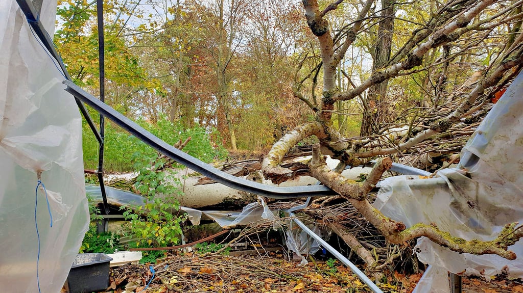 Schon Anfang des Jahres war ein Baum auf eines der Gewächshäuser gefallen und hatte die Plane zerstört. Er liegt noch immer dort.