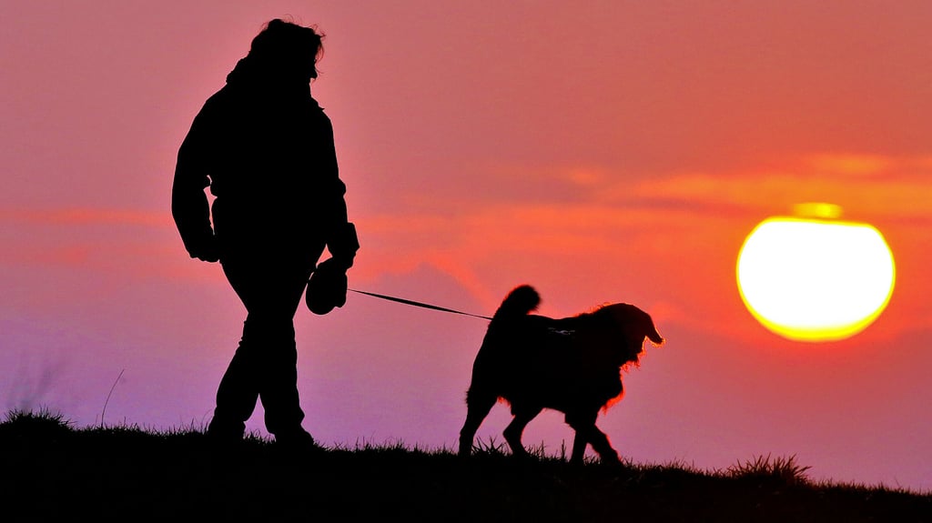 Hundebesitzer in Ilsenburg müssen für ihren vierbeinigen Liebling bald mehr Steuern bezahlen. Es kommt allerdings nicht so heftig, wie von der Verwaltung zunächst vorgeschlagen.