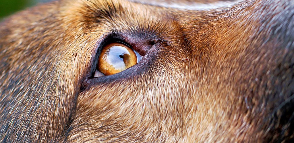 In einem Zug bei Haldensleben sollen Hund und Herrchen von einem Mann angegriffen worden sein.