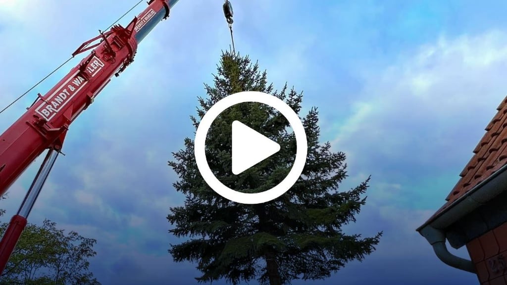 Der Baum hängt am Kranhaken: Der diesjährige Weihnachtsbaum für den Bernburger Heele-Christ-Markt stammt aus einem Vorgarten im Stadtteil Neuborna.