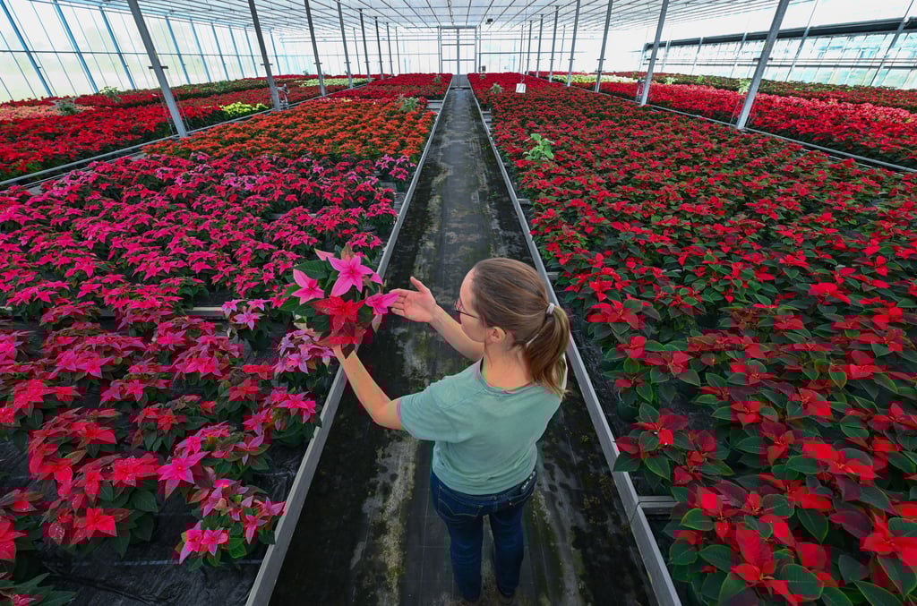 Simone Rost, Verkaufsleiterin der Fontana Gartenbau GmbH, steht in einem Gewächshaus voller Weihnachtssterne.