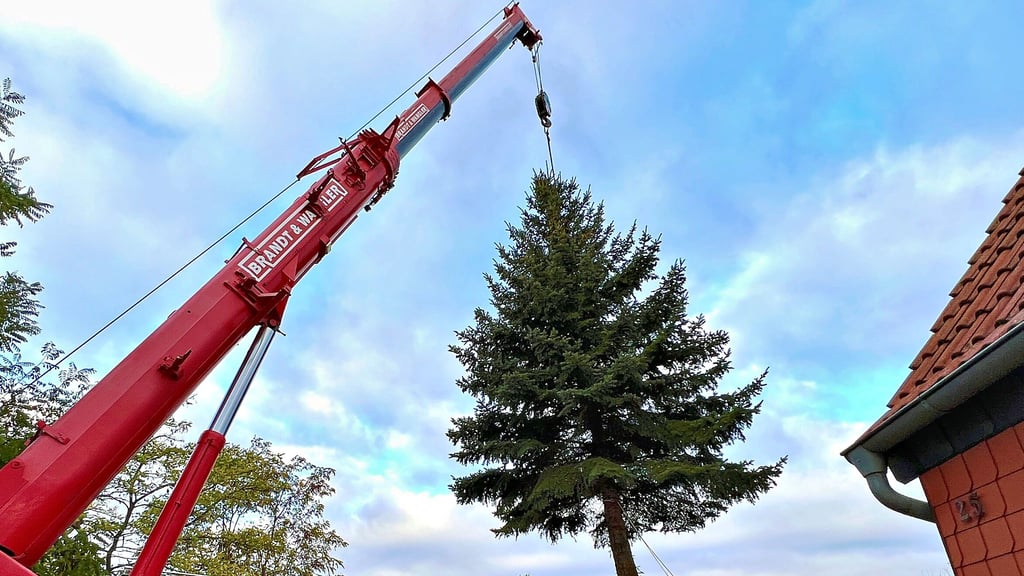 Der Baum hängt am Kranhaken: Der diesjährige Weihnachtsbaum für den Bernburger Heele-Christ-Markt stammt aus einem Vorgarten im Stadtteil Neuborna.