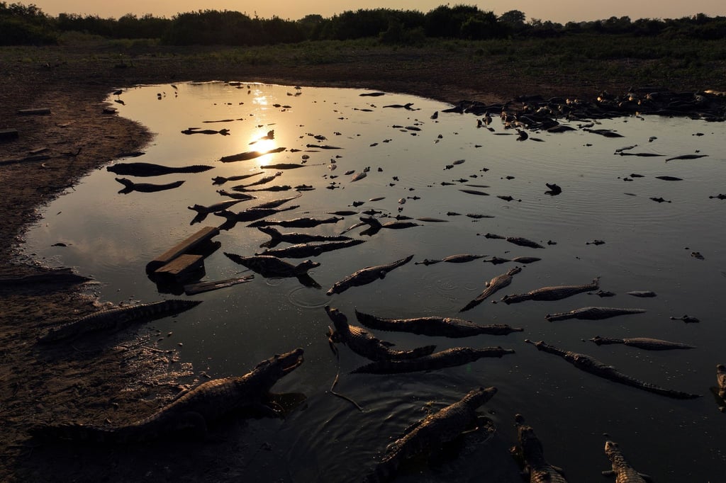 Kaimane liegen am Ufer des fast ausgetrockneten Flusses Bento Gomes im Pantanal-Feuchtgebiet im brasilianischen Bundesstaat Mato Grosso.