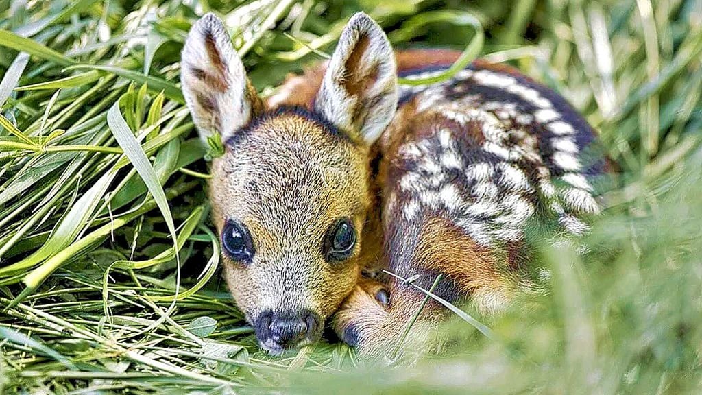 Die kleinen Tiere verstecken sich im hohen Gras.