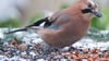 Die Wildtier-Experten raten, schon im Herbst mit der Fütterung anzufangen. So kennen die Vögel die Futterstellen bereits, wenn Schnee und Frost die Nahrungssuche noch schwerer machen.