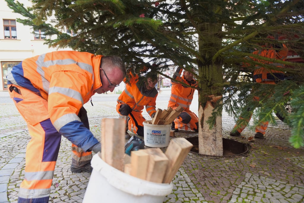 Die Mitarbeiter vom Betriebshof sorgen dafür, dass der große Baum standfest ist.