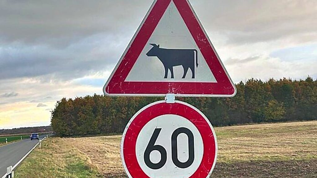 Wegen der aus ihrer Koppel ausgebrochenen Kühe gilt seit Wochen an der L90 ein Tempolimit.