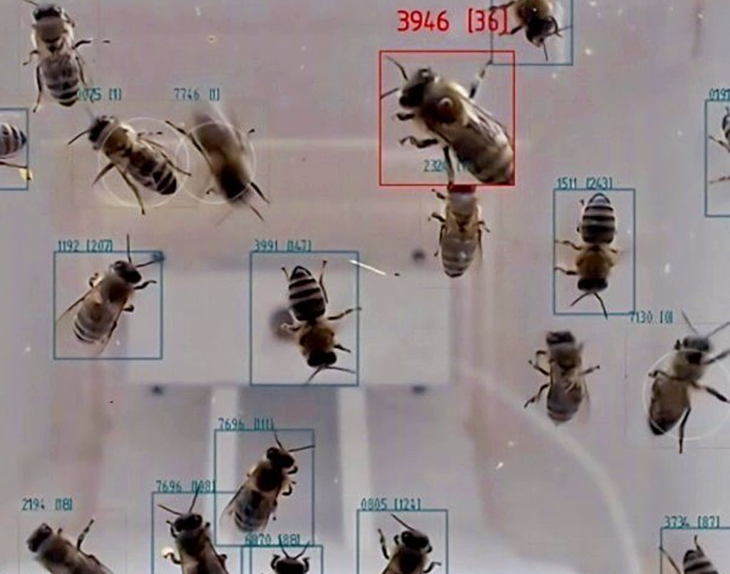 Erkannte Bienen mit verifiziertem Laufweg werden grün markiert, Bienen mit aufsitzender Varroa-Milbe werden durch die KI rot markiert und vergrößert dargestellt.
