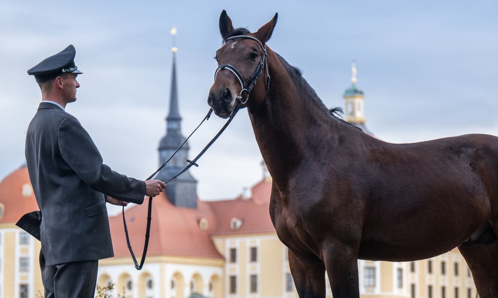 Phil Teifel, Gestütswärter im Landgestüt Moritzburg steht mit „Cäsar“, vor dem einstigen Jagdschloss der Wettiner.