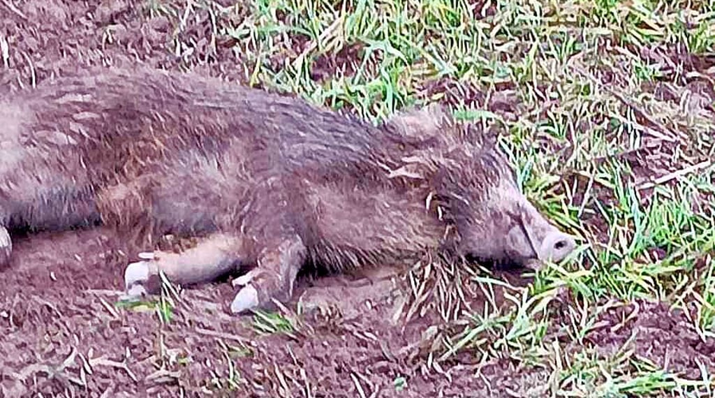 Bei diesem Wildschwein bestand ASP-Verdacht. Der Jäger, der es geschossen hat, hatte es allerdings mit einem Fahrrad abtransportiert.